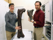 Dr. Christian Sidor, Burke Museum curator of vertebrate paleontology, and Brandon Peecook, former University of Washington graduate student now Curator of Paleontology at Idaho State University, show the size and placement of the fossil fragment compared to the cast of a Daspletosaurus femur in 2015.