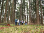 Naturespaces volunteers walk along Countryside Park's lightly worn dirt trail Saturday morning. Those living nearby have worked to cultivate the park's understory, the layer of vegetation existing under a tree canopy.