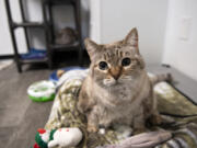 Mimi, a kitty at the West Columbia Gorge Humane Society cat building, relaxes at the new facility. The shelter has three cat colonies, including one for cats with special needs.