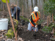 Volunteers Maya Markillie, left, and Vera Marez remove rocks from soil to make room for new native plants outside the city of Vancouver's Water Resources Education Center on Saturday morning.