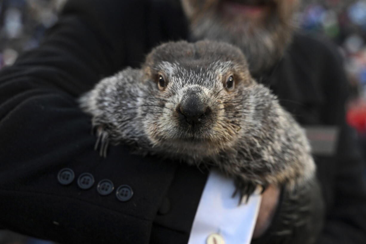 Groundhog Club handler A.J. Dereume holds Punxsutawney Phil, the weather prognosticating groundhog, during the 137th celebration of Groundhog Day on Gobbler's Knob in Punxsutawney, Pa., Thursday, Feb. 2, 2023. Phil's handlers said that the groundhog has forecast six more weeks of winter.