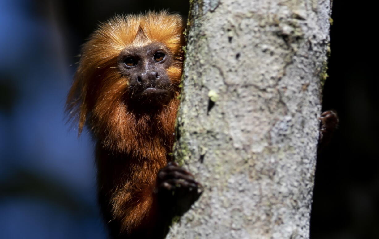 A golden lion tamarin sits in a tree in the Atlantic Forest region of Silva Jardim, Rio de Janeiro state, Brazil, Friday, July 8, 2022. A campaign to vaccinate these endangered monkeys in Brazil against yellow fever may help save them from extinction.