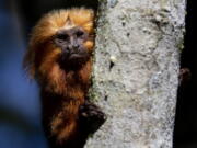 A golden lion tamarin sits in a tree in the Atlantic Forest region of Silva Jardim, Rio de Janeiro state, Brazil, Friday, July 8, 2022. A campaign to vaccinate these endangered monkeys in Brazil against yellow fever may help save them from extinction.