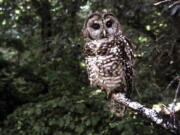 FILE - A northern spotted owl sits on a branch in Point Reyes, Calif., in June 1995. Federal wildlife officials on Wednesday, Feb. 22, 2023, announced a proposal to classify one of two dwindling California spotted owl populations as endangered after a court ordered them to reassess a Trump administration decision not to protect the brown and white birds.