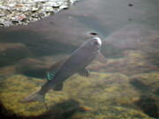 An Arctic grayling is seen June 27, 2005, in Emerald Lake in Bozeman, Mont. The Biden administration proposed regulatory changes Feb. 8 to encourage voluntary conservation projects on private land, partly by shielding owners from punishment if the actions kill or harm small numbers of imperiled species.