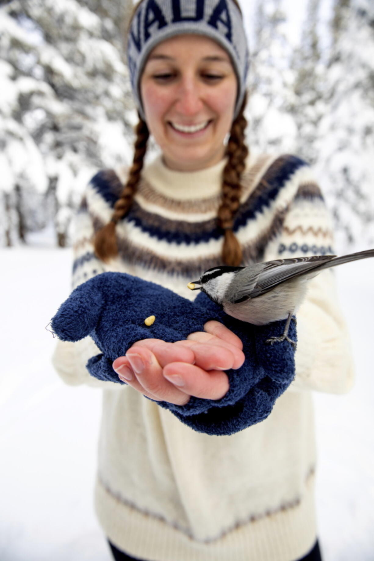 This photo provided by the University of Nevada, Reno shows University of Nevada, Reno student Michelle Werdann feeds a wild Mountain Chickadee pine nuts at Chickadee Ridge in Mount Rose Meadows, Nevada, Friday, Jan. 6, 2023.