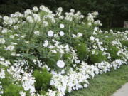 This 2005 image provided by landscape and garden designer Deborah Silver shows a moon garden she designed and planted at the Cranbrook Educational Community museum complex in Bloomfield Hills, Mich.(Deborah Silver via AP) (Deborah Silver)