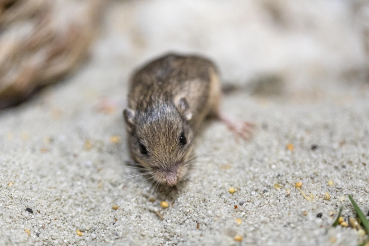 This Jan. 10, 2023, photo provided by the San Diego Zoo Wildlife Alliance shows a Pacific pocket mouse named Sir Patrick Stewart. On Wednesday, Feb. 8, 2023, Stewart received a Guinness World Records title for longevity for being the oldest living mouse in human care at the ripe age of 9 years and 209 days.