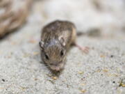 This Jan. 10, 2023, photo provided by the San Diego Zoo Wildlife Alliance shows a Pacific pocket mouse named Sir Patrick Stewart. On Wednesday, Feb. 8, 2023, Stewart received a Guinness World Records title for longevity for being the oldest living mouse in human care at the ripe age of 9 years and 209 days.