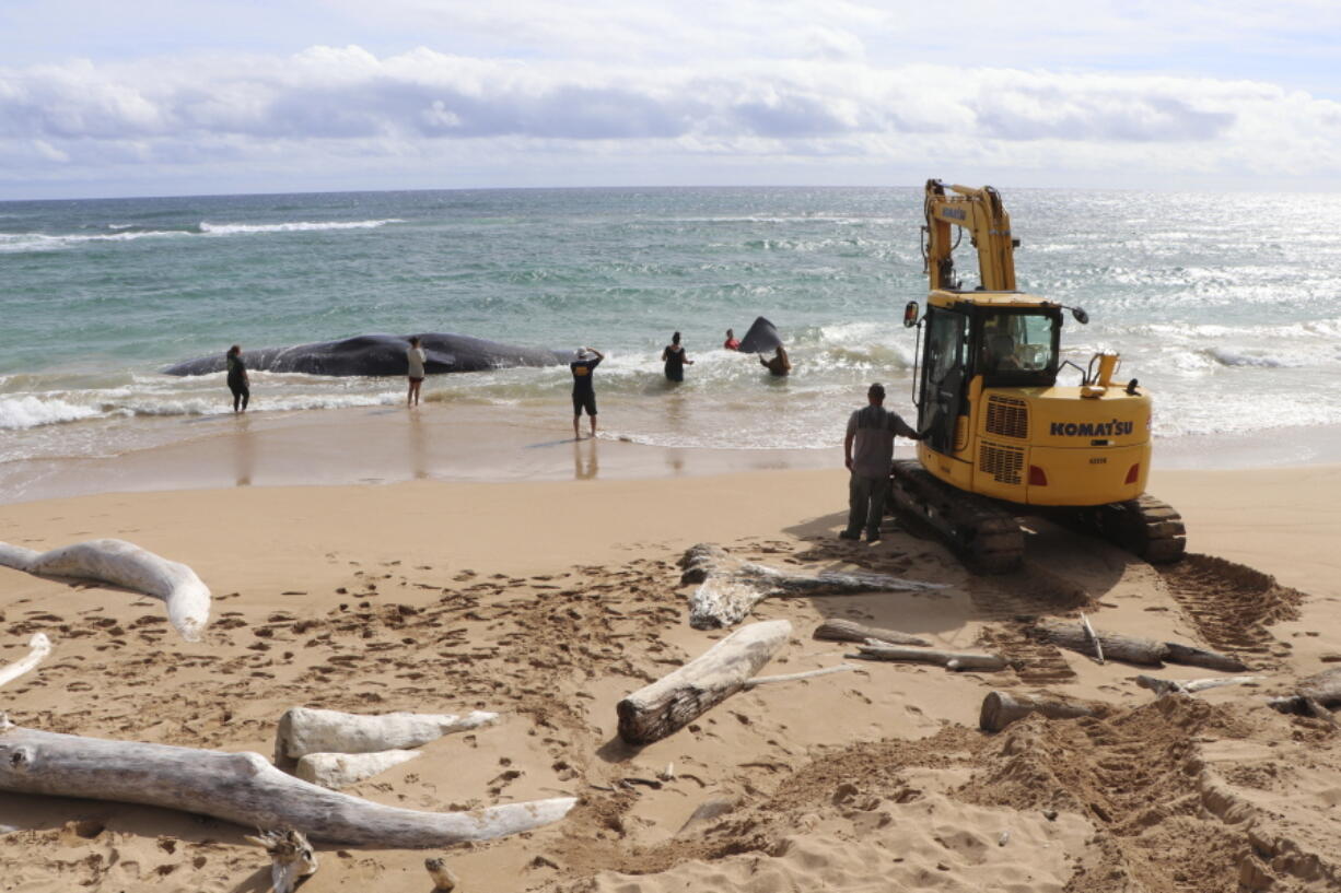In this photo released by the Hawaii Department of Land and Natural Resources, an excavator makes numerous attempts to free a whale from the shoreline and move it onto Lydgate Beach in Kauai County, Hawaii, on Saturday, Jan. 28, 2023. Scientists suspect the large sperm whale that washed ashore in Hawaii over the weekend may have died from an intestinal blockage because it ate large volumes of plastic, fishing nets, and other marine debris.