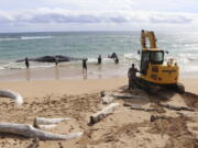 In this photo released by the Hawaii Department of Land and Natural Resources, an excavator makes numerous attempts to free a whale from the shoreline and move it onto Lydgate Beach in Kauai County, Hawaii, on Saturday, Jan. 28, 2023. Scientists suspect the large sperm whale that washed ashore in Hawaii over the weekend may have died from an intestinal blockage because it ate large volumes of plastic, fishing nets, and other marine debris.