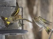 Pine siskins enjoy a backyard thistle feeder. Chad Witco of Audubon's Migratory Bird Initiative recommends them to attract the lively birds.