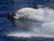 A humpback whale breaches off the coast of Port Stephens, Australia, on June 14, 2021. Lonely humpback whales are more likely to sing - but as populations grow, whales wail less, a new study released on Thursday, Feb. 16, 2023, suggests.