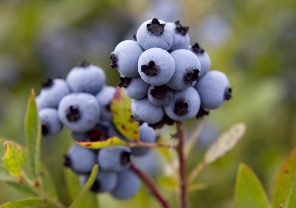 HFS FILE - Wild blueberries are ready for harvesting July 27, 2012, in Warren, Maine. Maine's Republican senator is introducing legislation that calls on the federal government to step up research and prevention efforts about a pest that could jeopardize the state's most important fruit, the wild blueberry. (AP Photo/Robert F.