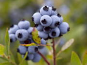 HFS FILE - Wild blueberries are ready for harvesting July 27, 2012, in Warren, Maine. Maine's Republican senator is introducing legislation that calls on the federal government to step up research and prevention efforts about a pest that could jeopardize the state's most important fruit, the wild blueberry. (AP Photo/Robert F.