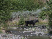 In this photo provided by Robin Silver, a feral bull is seen along the Gila River in the Gila Wilderness in southwestern New Mexico, on July 25, 2020. U.S. forest managers in New Mexico are moving ahead with plans to kill feral cattle that they say have become a threat to public safety and natural resources in the nation's first designated wilderness, setting the stage for more legal challenges over how to handle wayward livestock as drought maintains its grip on the West.