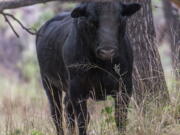 In this photo provided by Robin Silver, a feral bull is seen along the Gila River in the Gila Wilderness in southwestern New Mexico, on July 25, 2020. U.S. forest managers in New Mexico are moving ahead with plans to kill feral cattle that they say have become a threat to public safety and natural resources in the nation's first designated wilderness, setting the stage for more legal challenges over how to handle wayward livestock as drought maintains its grip on the West.