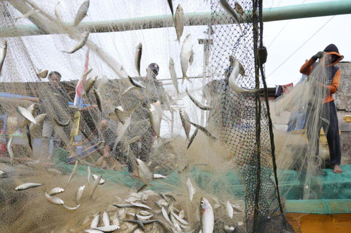 FILE - Fishermen remove their catch from nets after returning to shore in Jakarta, Indonesia, Feb. 24, 2022. Corruption is undermining the management of some of the world's most threatened fishing grounds, according to a review of criminal case files and media reports by the AP. At least 45 government officials have been accused of graft or extortion in the past two decades.