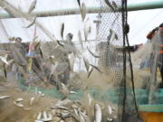 FILE - Fishermen remove their catch from nets after returning to shore in Jakarta, Indonesia, Feb. 24, 2022. Corruption is undermining the management of some of the world's most threatened fishing grounds, according to a review of criminal case files and media reports by the AP. At least 45 government officials have been accused of graft or extortion in the past two decades.