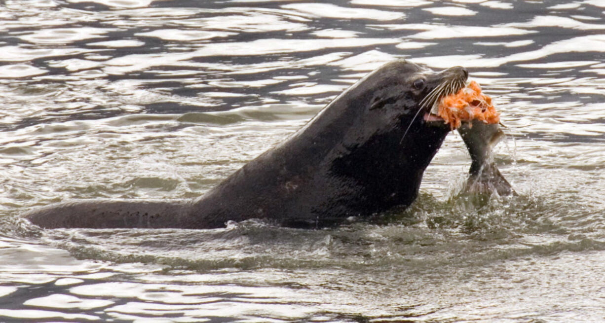 A sea lion eats a salmon in the Columbia River near Bonneville Dam in North Bonneville in 2008.