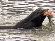 A sea lion eats a salmon in the Columbia River near Bonneville Dam in North Bonneville in 2008.