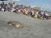 A loggerhead sea turtle named Rocky was released into the Atlantic Ocean on Wednesday, Feb.  15, 2023 in Juno Beach, Fla after spending six weeks rehabbing at Loggerhead Marinelife Center. Wednesday morning's event marked the first public sea turtle release from the Juno Beach center since 2021.