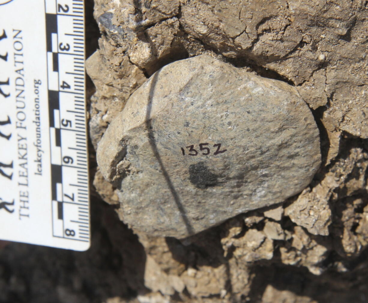 This photo  shows an Oldowan flake at the Nyayanga site in southwest Kenya in 2017. (T.W.