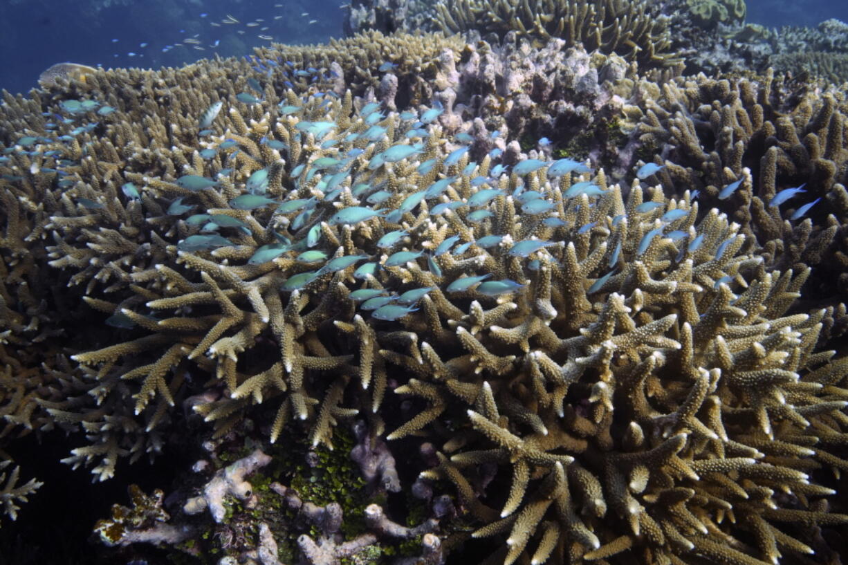 FILE - A school of fish swim above corals on Moore Reef in Gunggandji Sea Country off the coast of Queensland in eastern Australia on Nov. 13, 2022. United Nations members gather Monday, Feb. 20, 2023, in New York to resume efforts to forge a long-awaited and elusive treaty to safeguard the world's marine biodiversity.