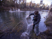 Alex Arrow, a biological science technician, pours a bucket of juvenile chinook salmon back into Battle Creek, Calif., after counting them near Coleman National Fish Hatchery, in Anderson, last year. (Allen J.