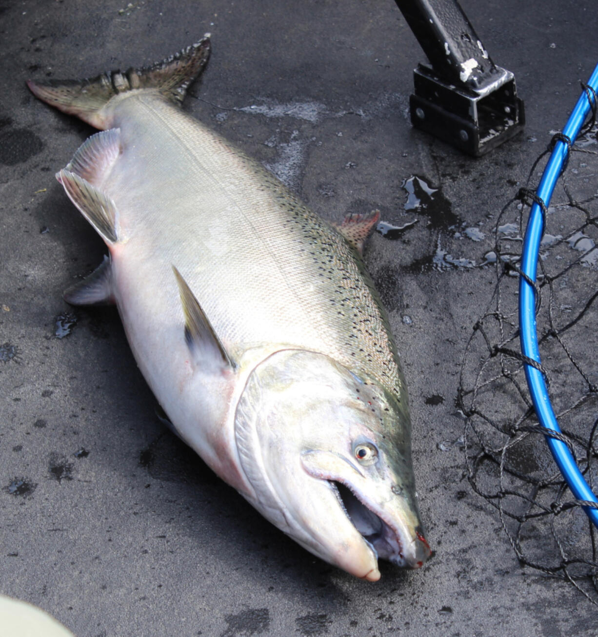 A typical fall Chinook salmon taken last year in the boat of guide Bill Monroe Jr. The fish was caught above Bonneville Dam after the Buoy 10 fishery was closed early.