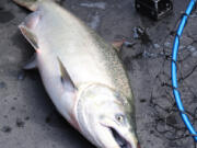 A typical fall Chinook salmon taken last year in the boat of guide Bill Monroe Jr. The fish was caught above Bonneville Dam after the Buoy 10 fishery was closed early.