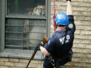 New York Police Department Officer Martin Duffy rappels down the side of an apartment building in Harlem to tranquilize a 450-pound Siberian-Bengal tiger named Ming. The animal had been kept illegally in its own apartment.