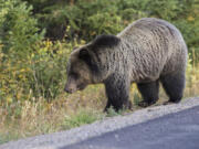 A grizzly bear grazes in a field at sunset in Grand Teton National Park in Wyoming.