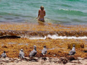 Seagulls lay in the sand as Monica Madrigal finds her way to the ocean through a thick raft of Sargassum seaweed that washed up on the seashore on Miami Beach in 2020.