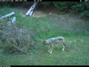 A wolf is caught on an Idaho Department of Fish and Game trail camera on July 25, 2019.