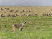 Exactly who wanted the animals dead and how much the killing cost is a mystery, but on Feb. 24, 2021, a little-known agency within the U.S. Department of Agriculture killed 67 coyotes to protect cattlemen's herds.