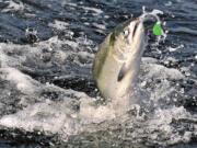 A chinook salmon is hooked in Oregon.