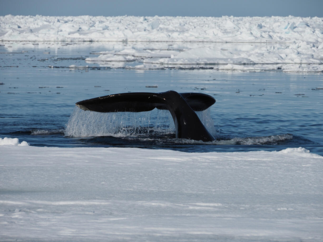 Two Oregon State University marine mammal researchers found that fluctuations in the sea ice direct changes in bowhead whales' seasonal migrations.