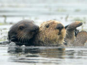 Sea otters in the Elkhorn Slough on July 23, 2020, in Moss Landing, Calif.