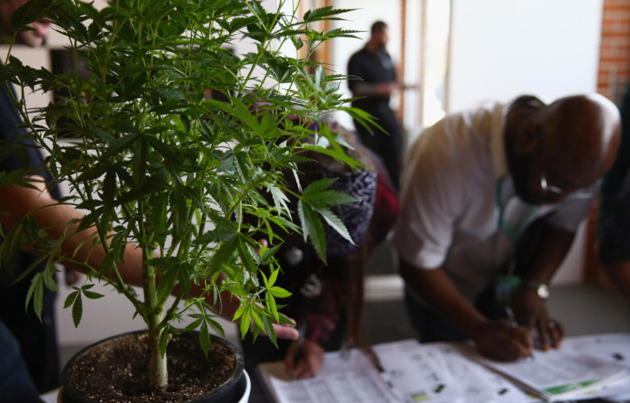 A cannabis plant greets job seekers as they sign in at CannaSearch, Colorado's first cannabis job fair, on March 13, 2014 in Denver.