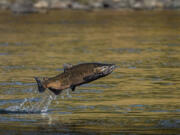 A male chinook salmon jumps out of the water in 2018.