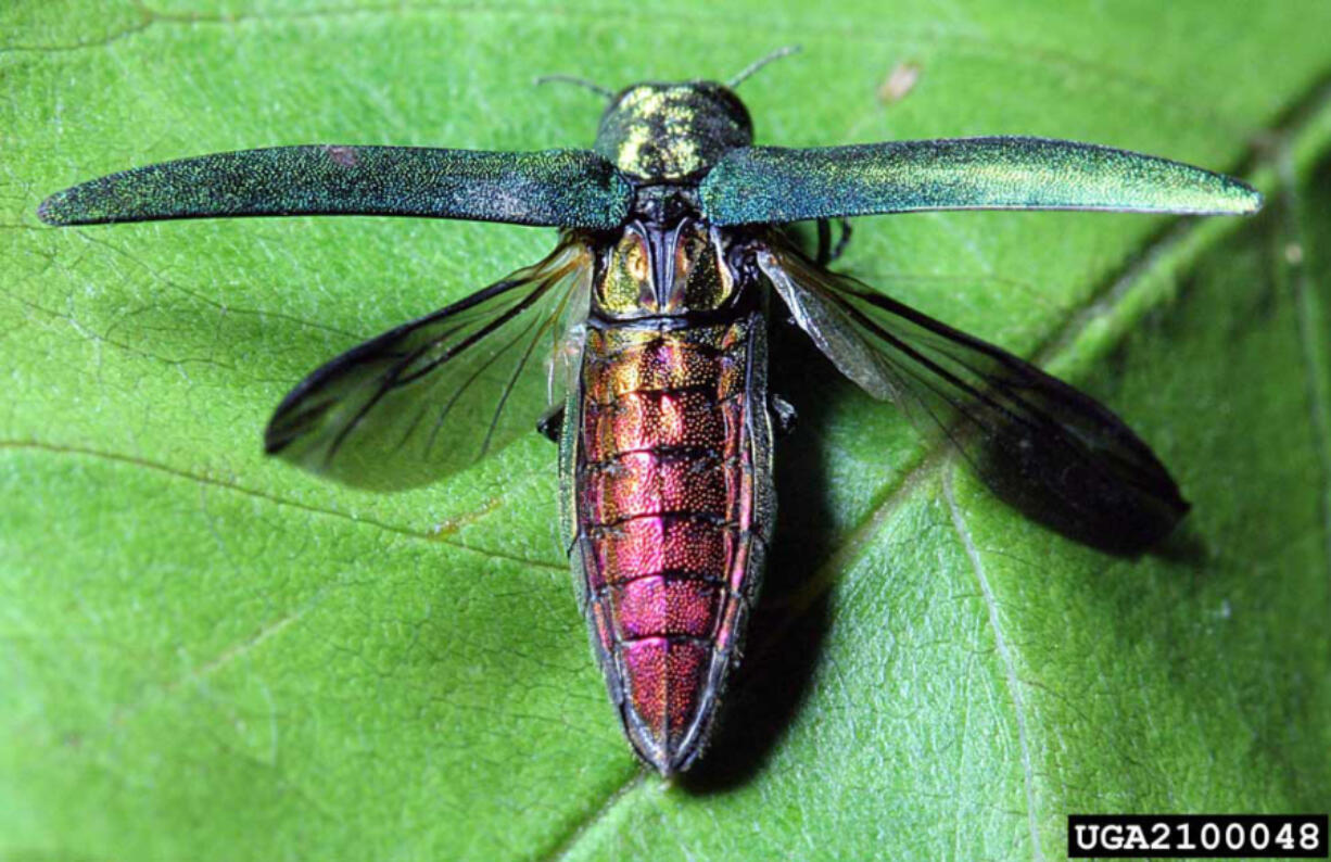 Emerald ash borers have killed "tens of millions" of ash trees in more than 30 states. The beetle, native to eastern Asian countries, may have been introduced in Canada through wood shipping materials about 20 years ago, according to the U.S. Department of Agriculture.