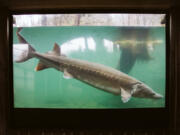 The Washington State Department of Health is advising those eating sturgeon and lamprey caught from the lower Columbia River to limit meal quantities due to high levels of PCBs and mercury.