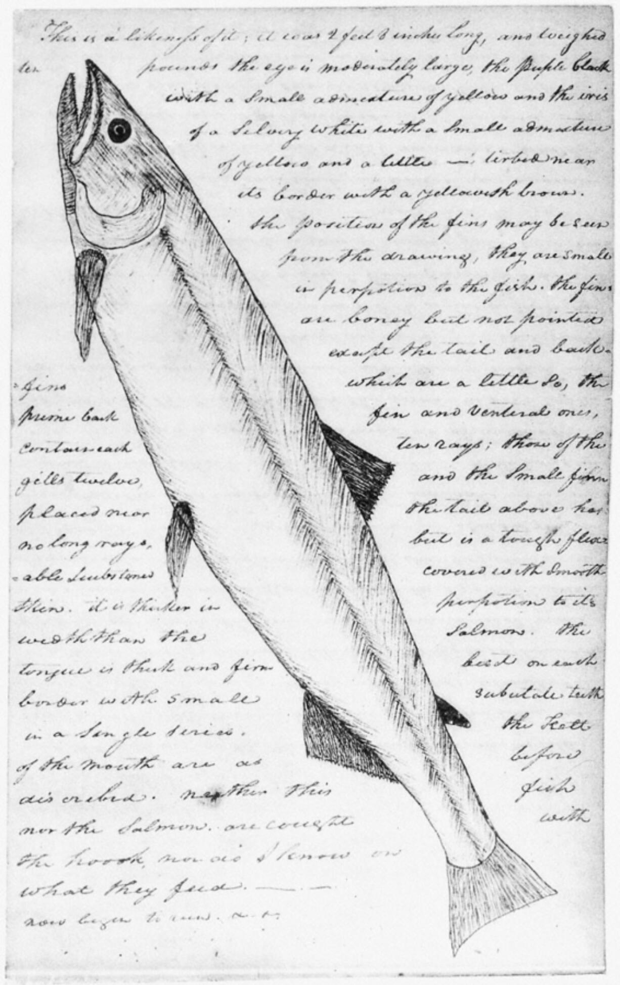 One small fish provided Native peoples with both nutrition and light. The eulachon, also known as smelt or candlefish, often provided hungry Indigenous tribes with food until spring. Meriwether Lewis was the first to document this life-sized smelt on this page of his journal. Throughout the 1800s, the Columbia River had immense spawning runs of millions.