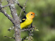 Western tanagers visit Washington every summer and are easy to identify. Both adult male and females have flashy yellow feathers, but males draw quicker gazes with their bright red heads.