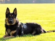 Battle Ground has suspended its police K9 program effective March 1. Battle Ground Police Department dog Luca, a male 4-year-old German shepherd, seen here in 2016.