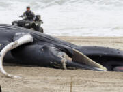 A police officer in Seaside Park N.J. rides a beach buggy near a dead whale on the beach on March 2, 2023. On Tuesday, March 28,  Democratic U.S. Senators from four states called upon the National Oceanic and Atmospheric Administration to address a spate of whale deaths on the Atlantic and Pacific coasts. The issue has rapidly become politicized, with mostly Republican lawmakers and their supporters blaming offshore wind farm preparation for the East Coast deaths despite assertions by NOAA and other federal and state agencies that the two are not related.