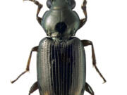 A specimen of Bembidion brownorum.