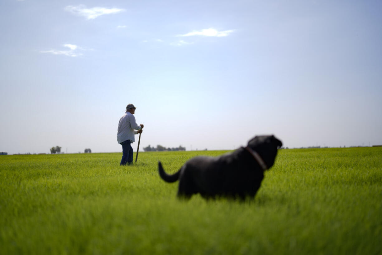 Farmer Larry Cox walks in a field of Bermuda grass with his dog, Brodie, at his farm Monday, Aug. 15, 2022, near Brawley, Calif. With drought, climate change and overuse of the Colorado River leading to increasingly dire conditions in the West, the federal Bureau of Reclamation is looking at fallowing as a way to cut water use. That means idling farmland, with payments to major users to make it worthwhile. That has farmers primarily in California's Imperial Valley and Arizona's Yuma Valley weighing the possibility. Many are reluctant.