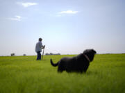 Farmer Larry Cox walks in a field of Bermuda grass with his dog, Brodie, at his farm Monday, Aug. 15, 2022, near Brawley, Calif. With drought, climate change and overuse of the Colorado River leading to increasingly dire conditions in the West, the federal Bureau of Reclamation is looking at fallowing as a way to cut water use. That means idling farmland, with payments to major users to make it worthwhile. That has farmers primarily in California's Imperial Valley and Arizona's Yuma Valley weighing the possibility. Many are reluctant.